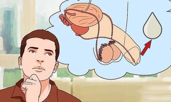 décharge sur les hommes lorsqu'il est excité