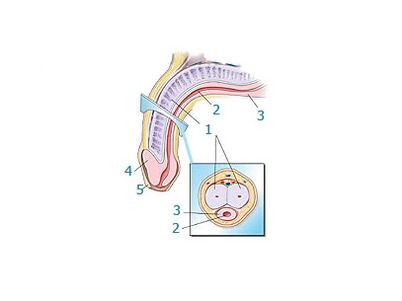 Structure du pénis