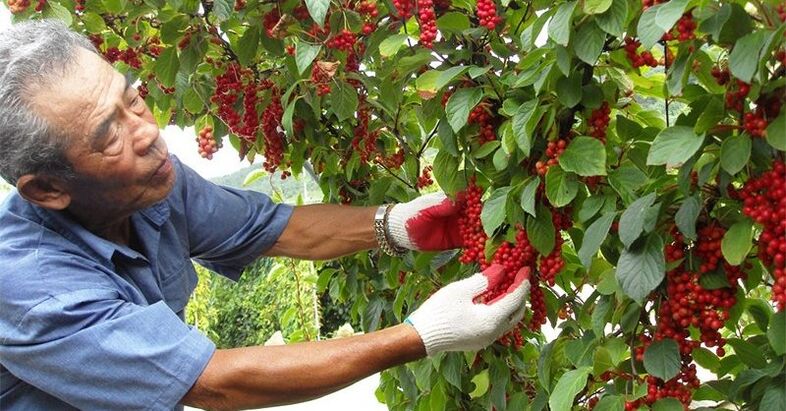 La citronnelle chinoise pour augmenter le potentiel