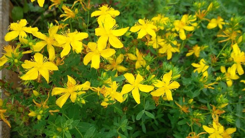Quelles herbes augmentent le potentiel des hommes