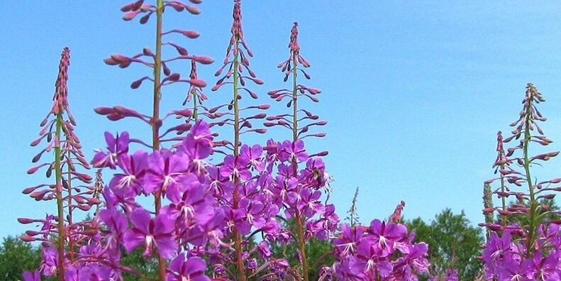 les herbes pour augmenter le potentiel chez les hommes